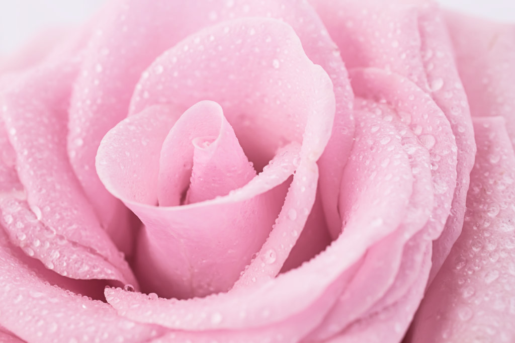 Photo Challenge: Pure - Pink Rose close-up