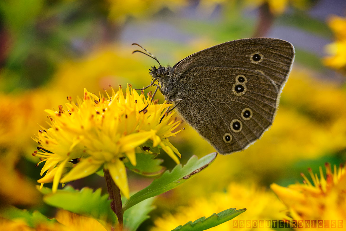 Butterfly on a yellow flower