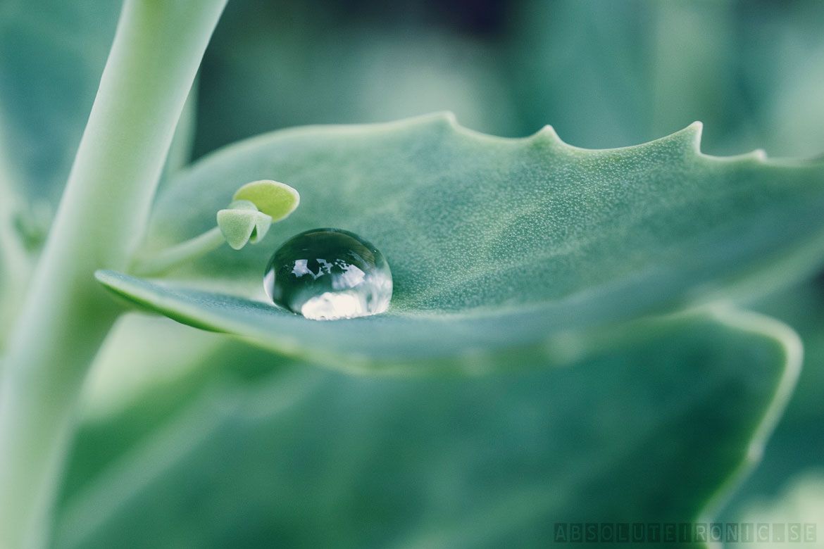 Leaf with a raindrop