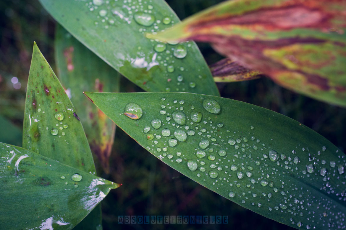 Green leaves with raindrops