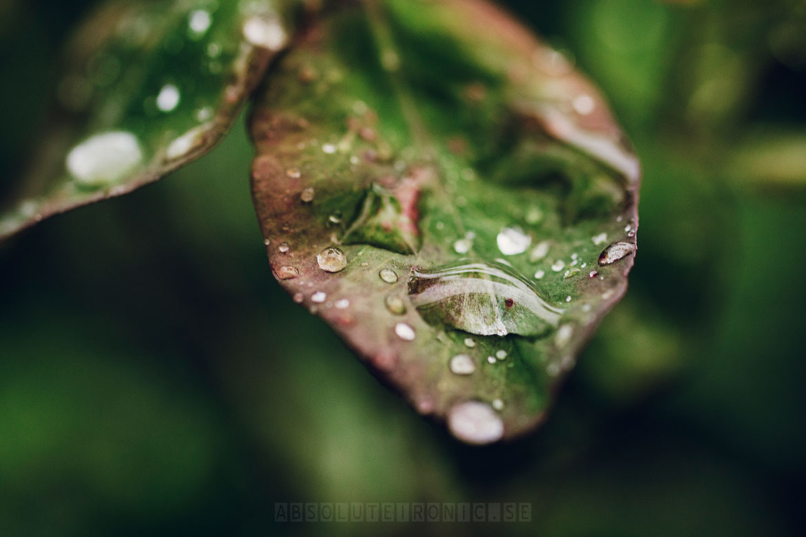 Leaf with raindrops