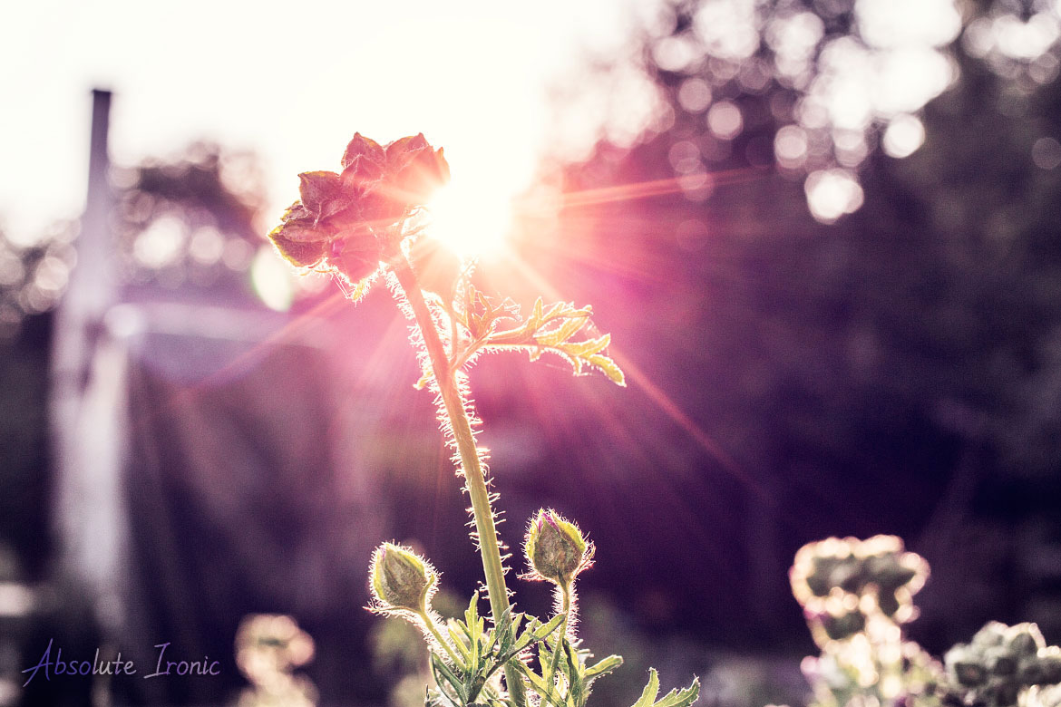 Lens flare flower