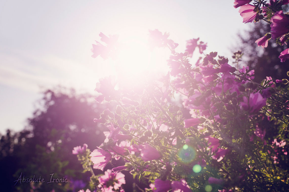 Lens flare flowers