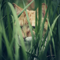 Yellow cat hiding in high grass